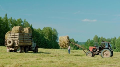 Harvesting hay. Tractor loading hay bales on a trailer. Pressing straw into ricks by baler. Tractor folding hay blocks. Transportation of pressed yellow dry hay blocks in a trailer
