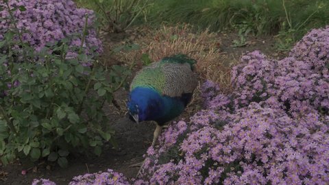 green peacock walks among roses and purple flowers. beautiful blue Peafowl bird in wild nature. Animal theme Video footage. Summer evening natural light. Elegant  Indian peafowl  Phasianidae family. 