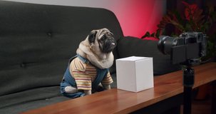 Funny cute pug dog make vlog. Dog vlogger making unboxing, unpacking video. Dog social media influencer unpacking delivery box with dog accessories shooting video blog at home. 