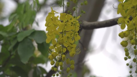 Cassia fistula, commonly known as golden shower, purging cassia, Indian laburnum, or pudding-pipe tree