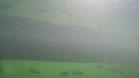 Fish swimming beneath a dock on the lake