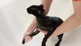 Wet black oriental cat screaming washing taking shower in bath. Full HD video clip