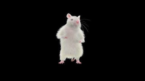 rat Dance CG fur 3d rendering animal realistic CGI VFX Animation Loop  composition 3d mapping cartoon, Included in the end of the clip with Alpha matte.