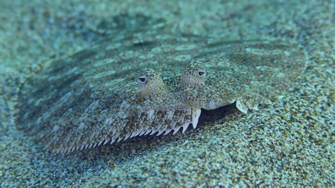 Wide eyed Flounder (Bothus podas) lies on sandy bottom, eye movement, front view, close-up. Mediterranean, Greece, Rhodes.