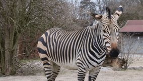 Close up of a beautiful adult zebra.