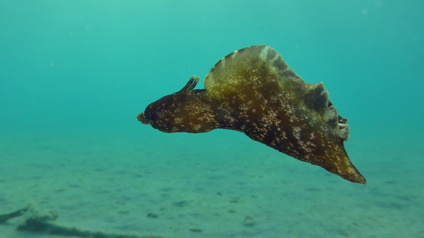 Mottled sea hare or Black seahare (Aplysia fasciata) flies through the water column then leaves frame. Royalty-Free Stock Footage #1069495768