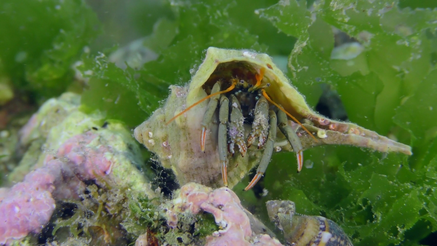 Hermit crab (Clibanarius erythropus) settles in the shells of various gastropods, crayfish in the shell of Murex brandaris among algae. Mediterranean.