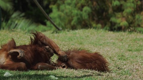 This video shows a pair of young orangutans playing and rolling around on the forest floor.