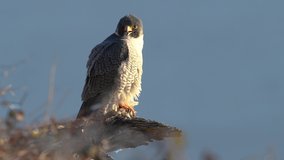 Peregrine Falcon Video Clip in 4k