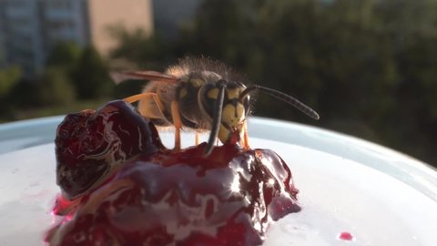 Wasp eating jam on a window sill at home