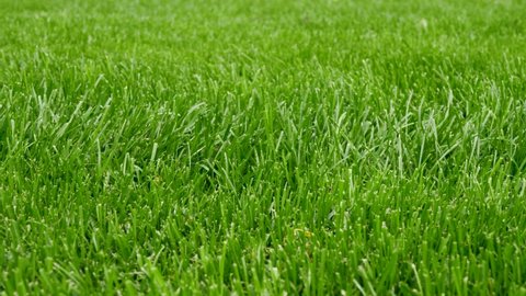 Beautiful fresh green grass in perspective. Cut juicy lawn natural for background. Natural meadow grass, relaxing and romantic. Green environment concept