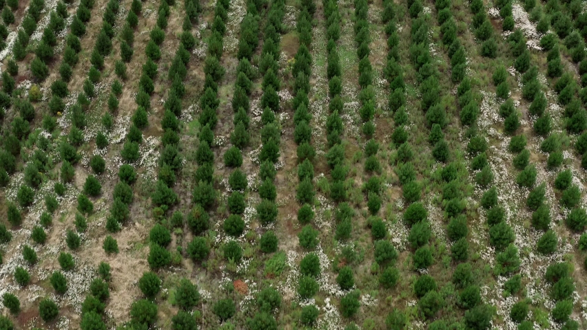 Plot of land used for reforestation with lines of small pine trees, aerial. Royalty-Free Stock Footage #1069508209
