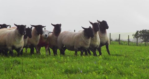 Suffolk crosses sheep herd running.