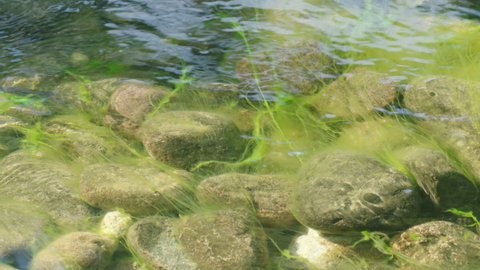 Rocks Under Crystal Clear Water Of River Covered In Algae During Sunny Day. - close up