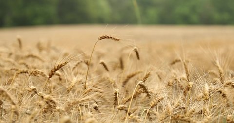 Close Up Of Field Of Wheat In Rural Countryside In 4K.