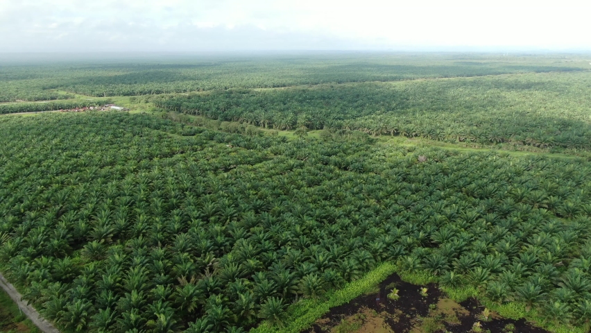 The Palm Oil Estates at Sarawak, the Borneo Island, Malaysia Royalty-Free Stock Footage #1069512403