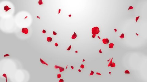 Luxury Fresh Rose petals falling in the air on White Romantic Loop Background Green Screen. Wedding Celebration. Stylish fashion pink backdrop. Saint Valentines Valentine, concert and special event