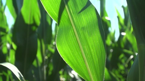 Close view of green beautiful corn leaves blue sky sunny day, Bio agriculture corn field dark green healthy leaves, Maize trunks green plants corn plantation