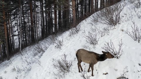 A baby wild maral grazes in the forest in winter.