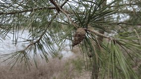 small cones on a branch. pine branches in the wind. Close-up view of pine branch swaying on the wind. Small pine cones covered with snow hangs on the branch. It is snowing. Winter weather forecast the