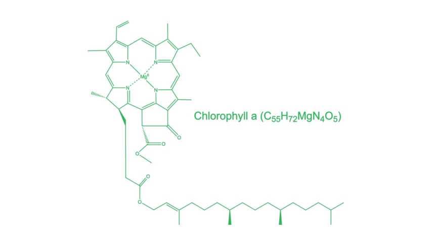 chlorophyll-footage-page-2-stock-clips