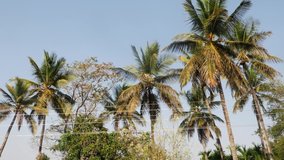 Close footage of coconut trees, Coconut tree in city