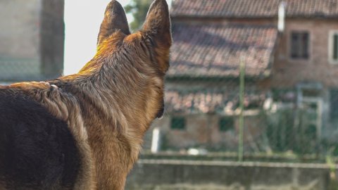 Detail of German shepherd dog close up in slow motion