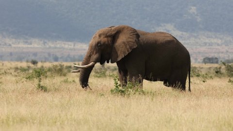  Big african bull elephant shakes his head