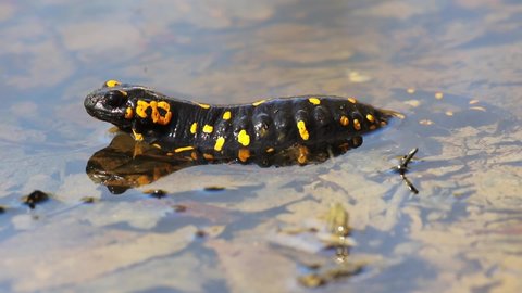 The fire salamander, Salamandra salamandra depositing the eggs in a forest puddle