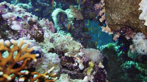 Net Fire Coral Millepora dichotoma , Glare of sunlight on colorful corals near the water surface. Red Sea 4K