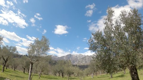 Time lapse on the hills of Molise, olive trees at spring, Italy