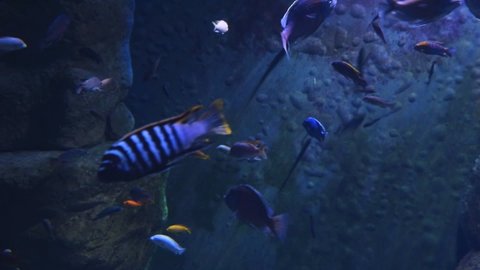 Various fish swim in a large aquarium. Film grain