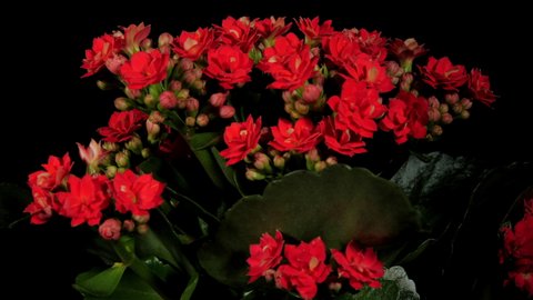 Dense red kalanchoe flowers and green leaves rotate