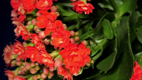 Decorative kalanchoe pot plant with small flowers and buds