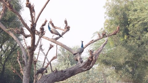 A bunch of peacocks playing on the tree.concept for Peacock (peafowl,peahen ) information,Peacock habit,Peacock nature,Peacock's routine,peahen and Peacock's beauty and attractiveness