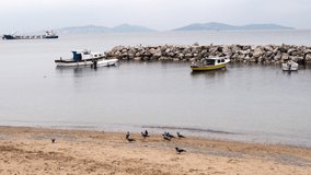 Crows are searching food on sands of a beach at Suadiye Istanbul. Some motor boats and The Princes Islands are visible at the background.