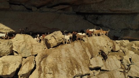 Dagestan North Caucasus tour 
Caucasian goat large herd of livestock wild animals in cave high in mountains on steep rocky slopes. Flock in natural environment. Dagestan Russia animal world. Aerial 4k