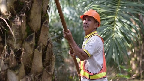 Senior traditional asian palm oil farmer pruning palm oil fronds and harvesting palm oil fruit with cutting tool. planter palm oil
