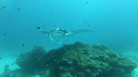 Huge Manta Ray with remoras attached to her back, smoothly swimming over coral reef (cleaning station) in Indian Ocean, with tropical fish around, Maldives. 