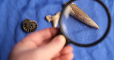 ancient marine fossils. man explores with a magnifying glass petrified shark tooth (400 million years old), ammonite substituted by pyrite and belemnite (fossil squid remains).