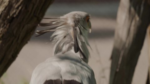 This close up video shows the rear view of a secretary bird (Sagittarius serpentarius) foraging for food as it's feathers blow in the wind.