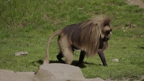 This slow motion video shows a wild Hamadryas Baboon walking along and stopping to forage and pick up food from the ground.