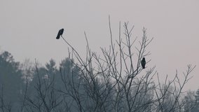 Crow takes flight. Crows on tree branches. Slow motion 4K