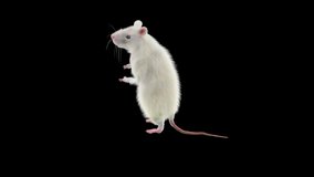 rat Dance CG fur 3d rendering animal realistic CGI VFX Animation Loop  composition 3d mapping cartoon, Included in the end of the clip with Alpha matte.