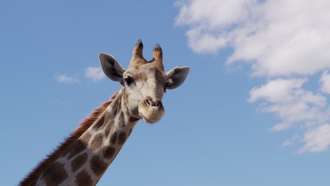 Close up footage of Wild giraffe, African giraffe.