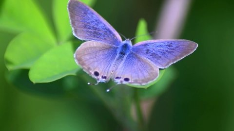 Purple Butterfly that opens the lid of its wings