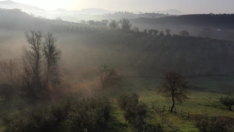 the fog among the olive trees at dawn, backlit. Aerial view of olive trees, olive groves, Italy.