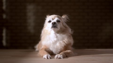 light beige senior chihuahua dog howling or singing on wooden floor at home