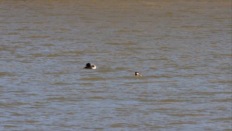 Two great crested grebe (Podiceps cristatus) on a pond in a strong wind 