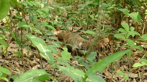 Beautiful coati mother walking in the jungle with her baby following behind